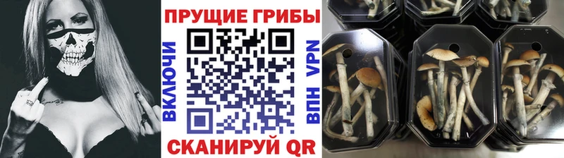 Псилоцибиновые грибы GOLDEN TEACHER  Судак 